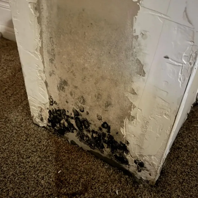 Professional Mold Removal in Brown County, NE